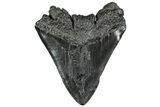 Large, Fossil Megalodon Tooth - South Carolina #301801-2